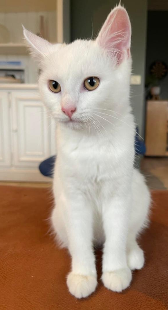 Perla. 