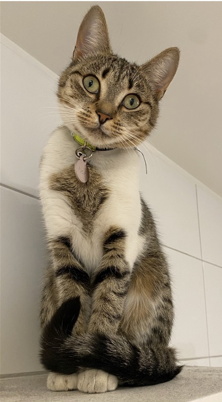 Fjóla.