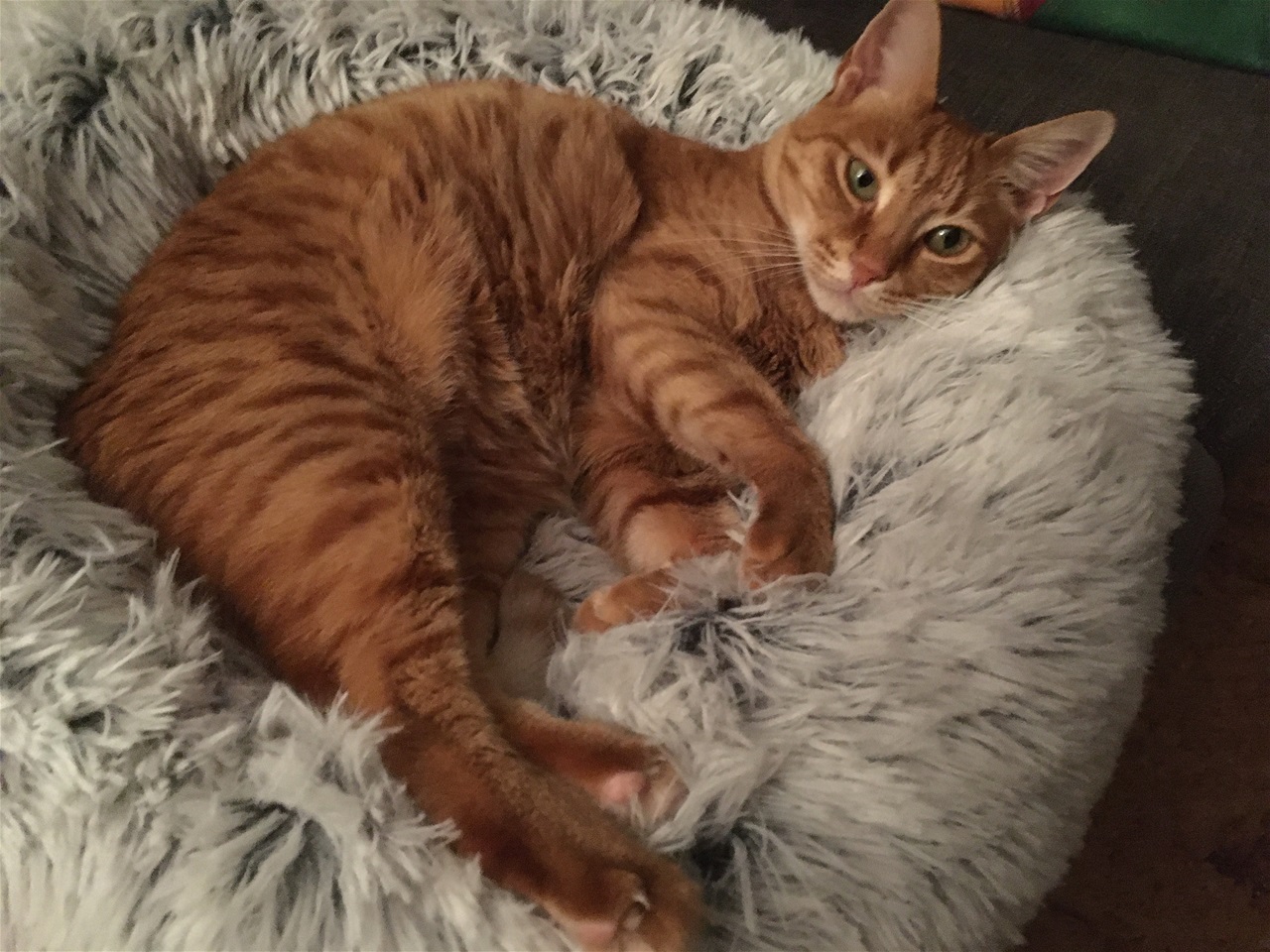 Kissa.