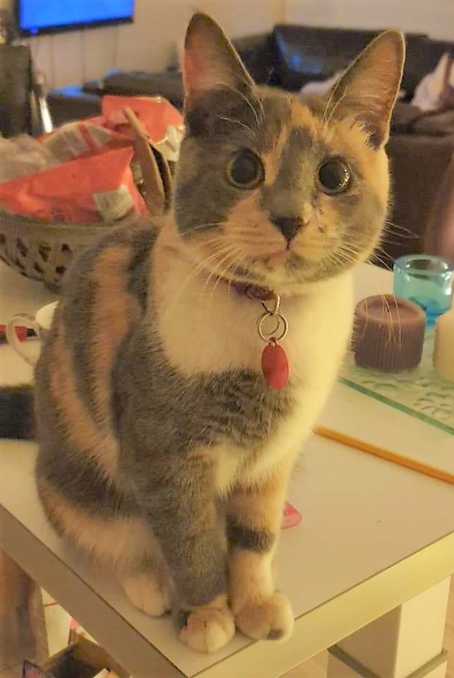 Nala.
