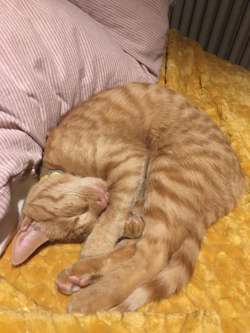 Sushi.