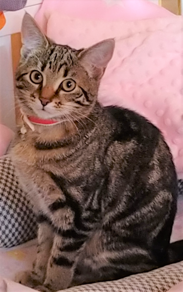 Iriska. 