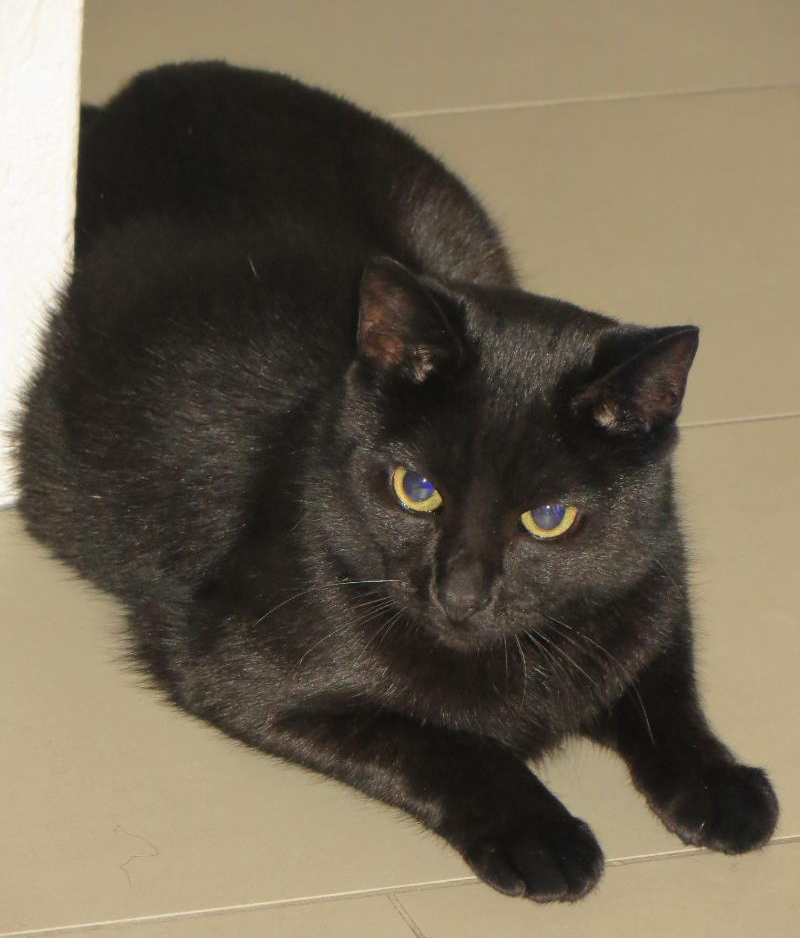 Moli. 