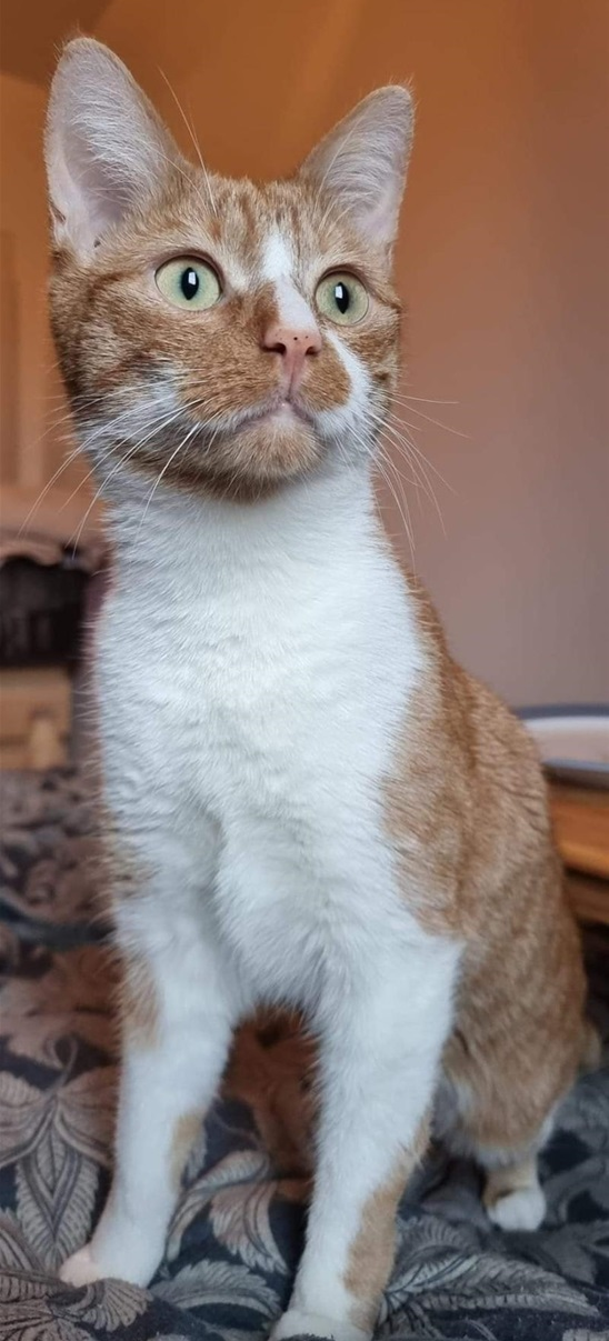 Tofik.