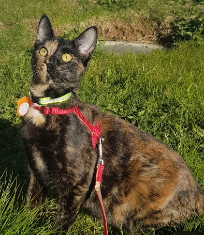 Gríma.