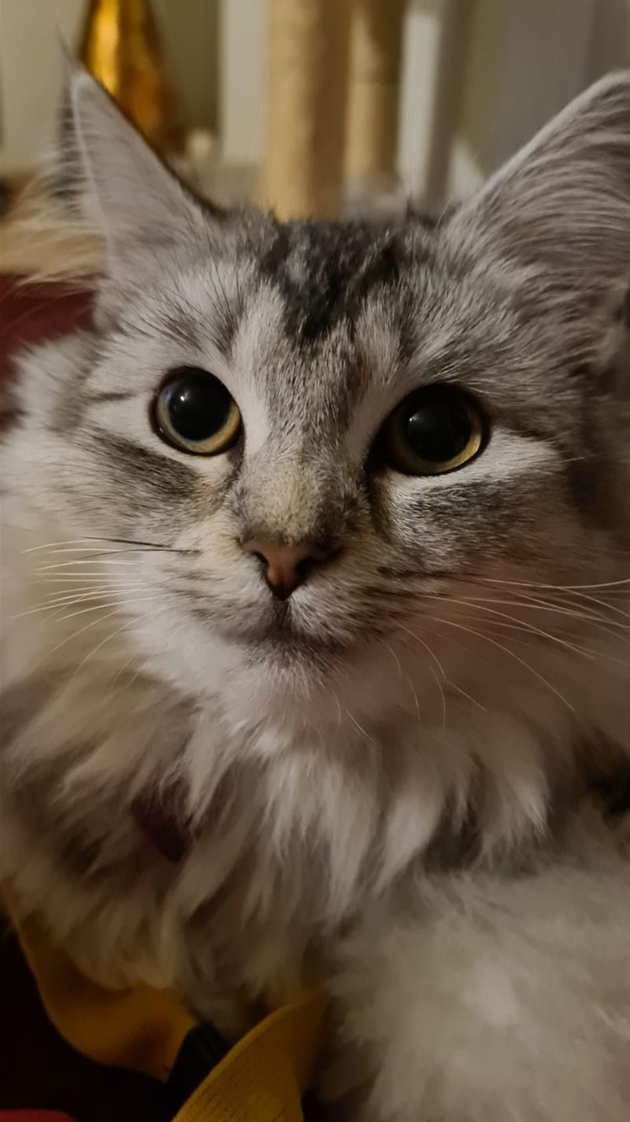 Bellatrix.