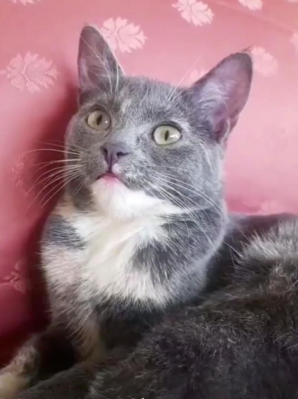 Ronja 