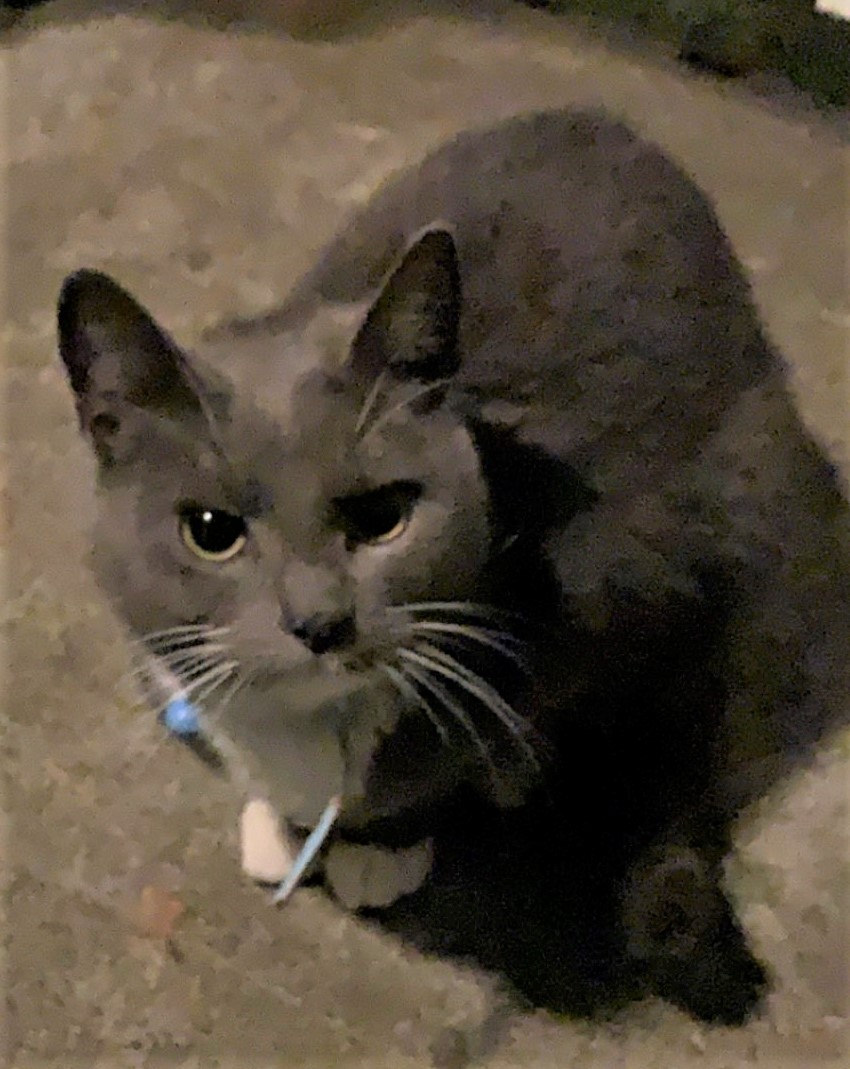 Dúbbi. 