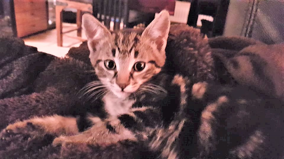 Álfur. 