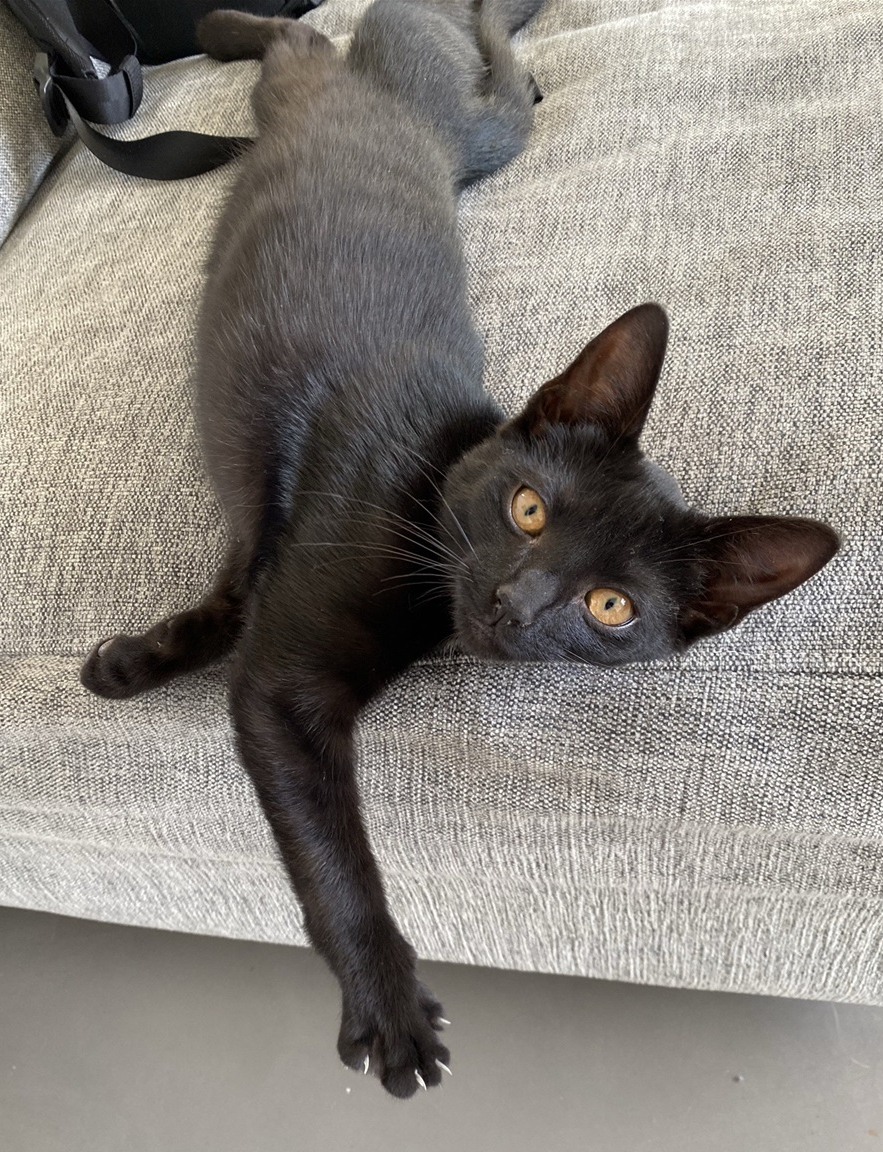 Tinni. 
