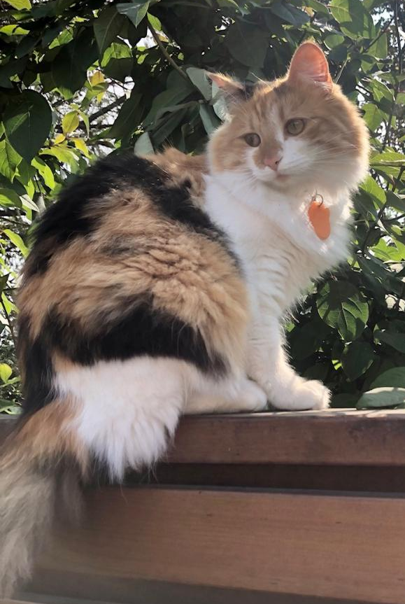 Pippa.
