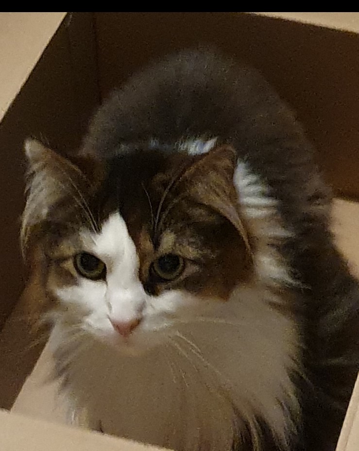Tímon. 