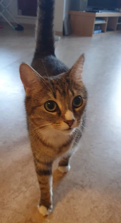 Nala. 