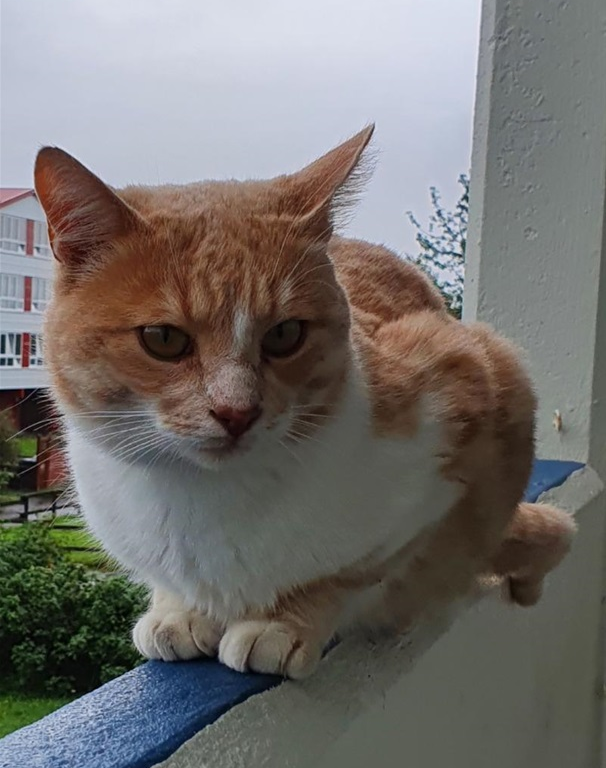 Lio.