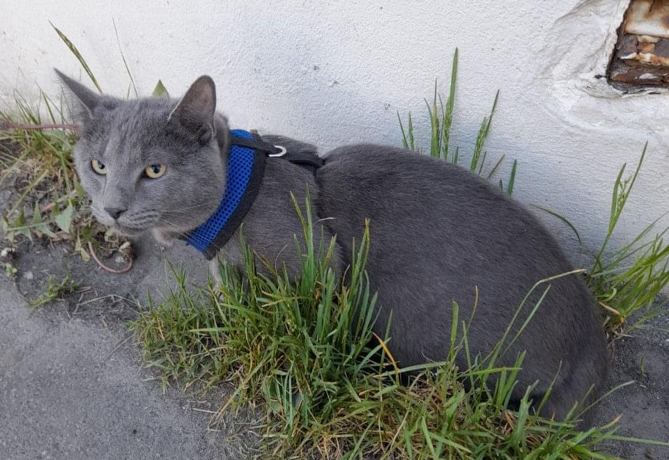 Moli (Abradolf).