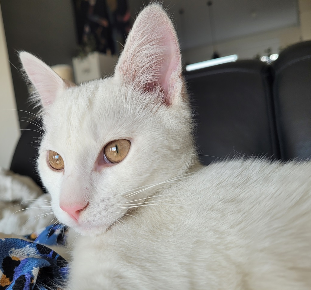 Loki. 