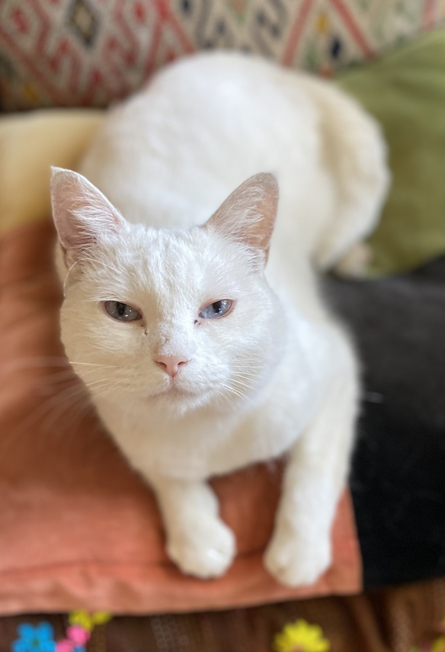 Fönn.