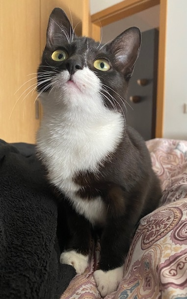 Mistý. 