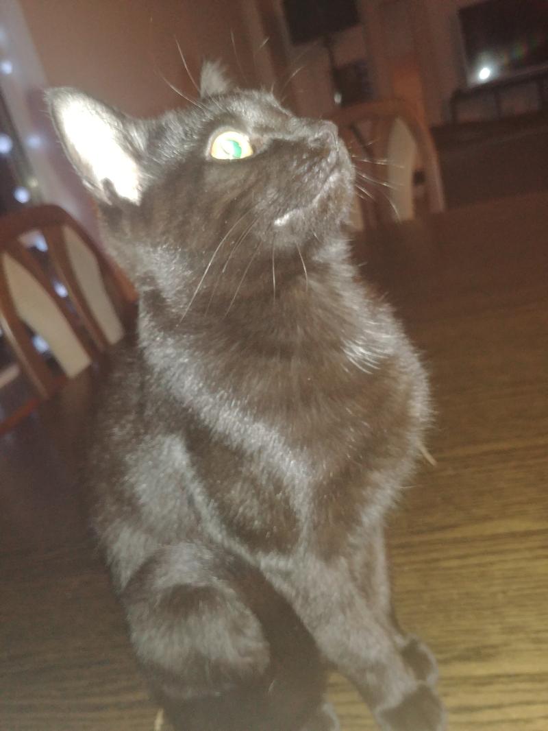 Salem. TÝNDIST 27. JÚNÍ 2021. 