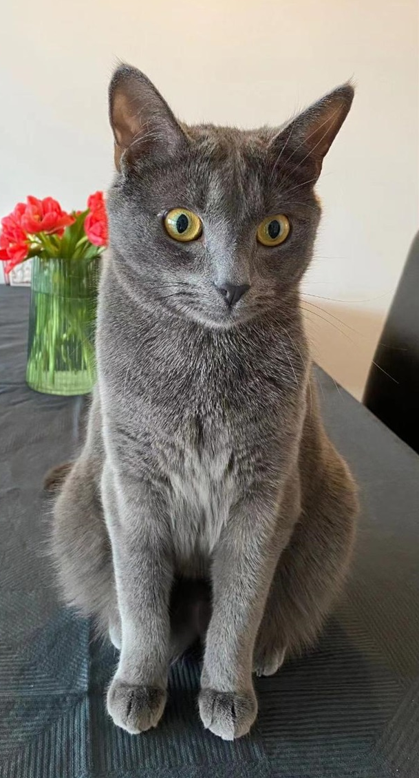 Mímir. 