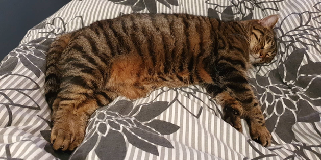 Nala. 