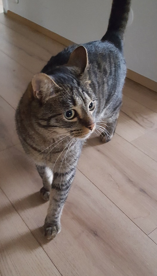 Óskar. TÝNDUR SÍÐAN 7. ÁGÚST 2021.