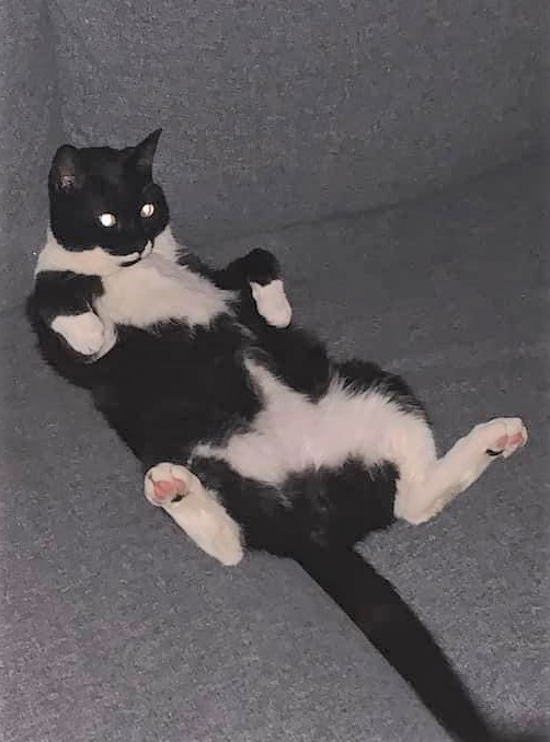 Skuggi.