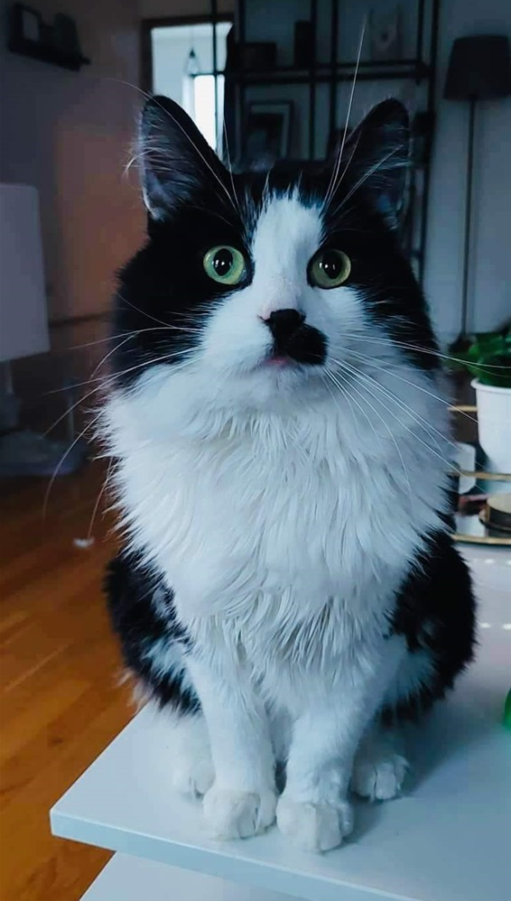 Lucek. 