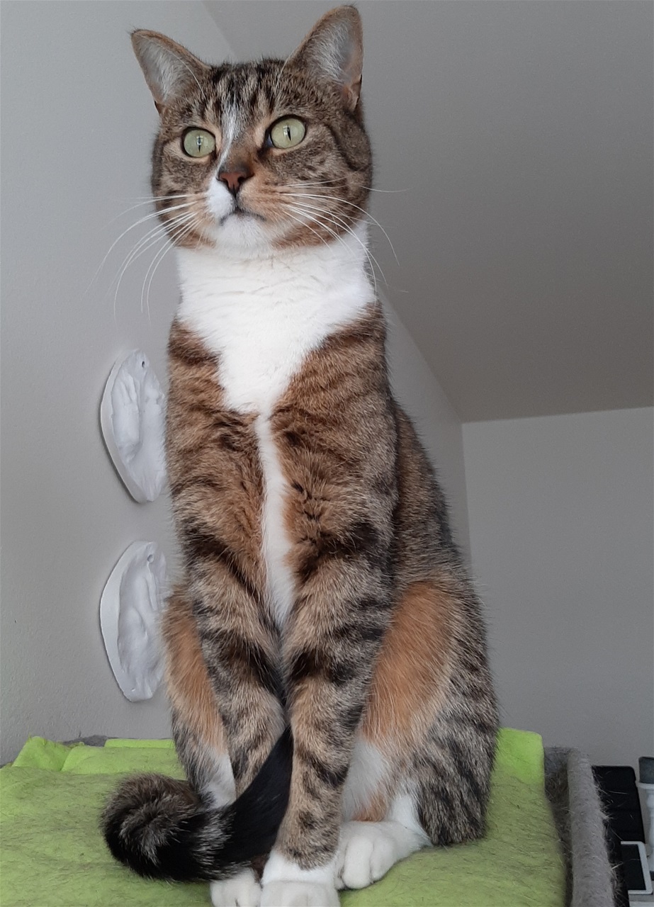Kúri. 