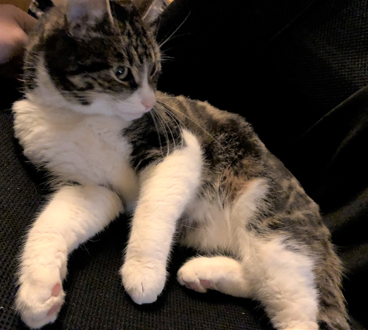 Perla. 