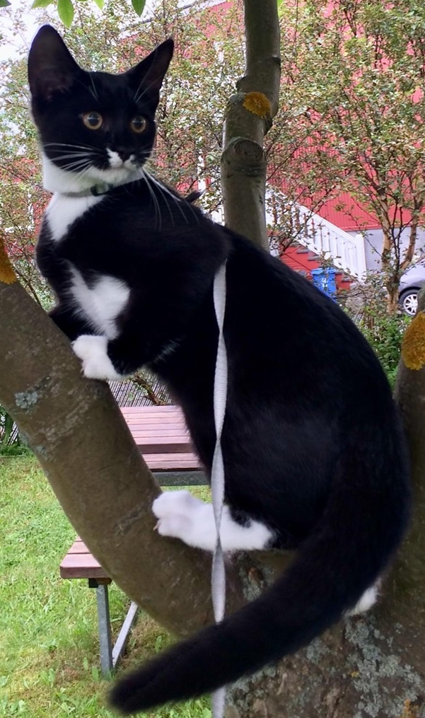 Zorro. TÝNDUR SÍÐAN 17. SEPTEMBER 2021. 