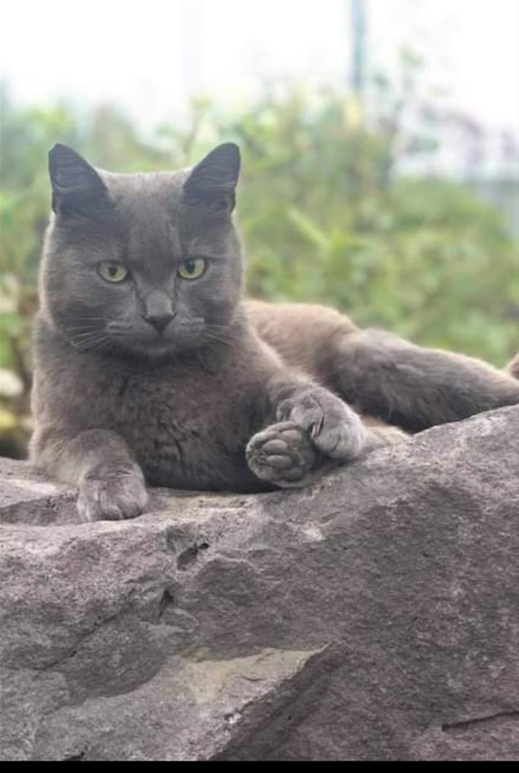 Aska. TÝND SÍÐAN Í JÚLÍ 2021.