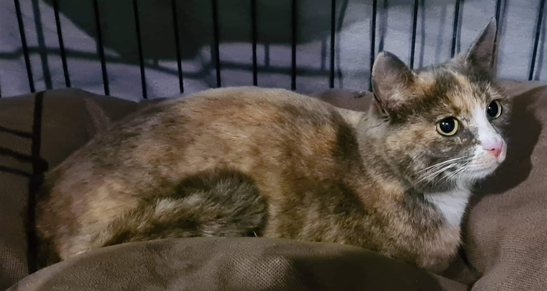 Freyja. TÝND SÍÐAN 21. SEPTEMBER 2022.