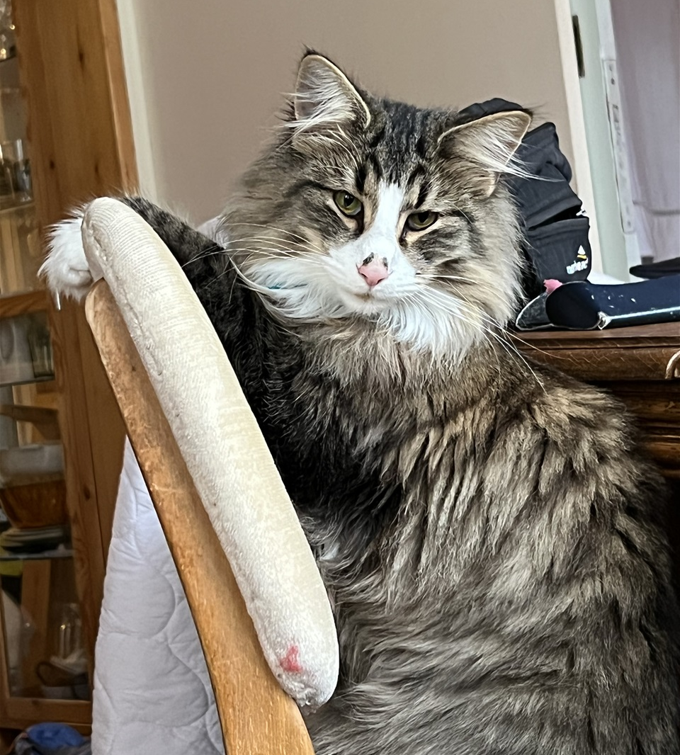 Fróði. 