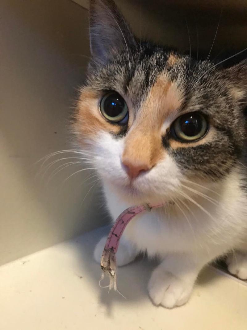 Nala.