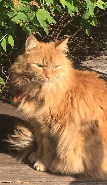 Lubbi. TÝNDUR SÍÐAN 27. SEPTEMBER 2021. 