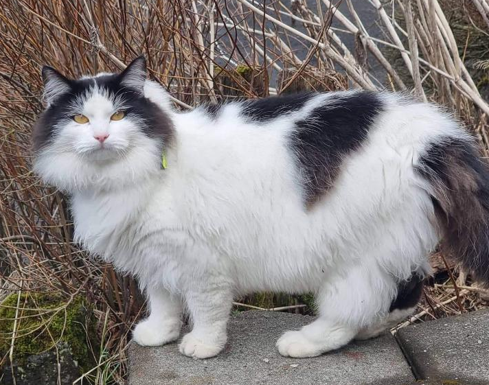 Oreo. 