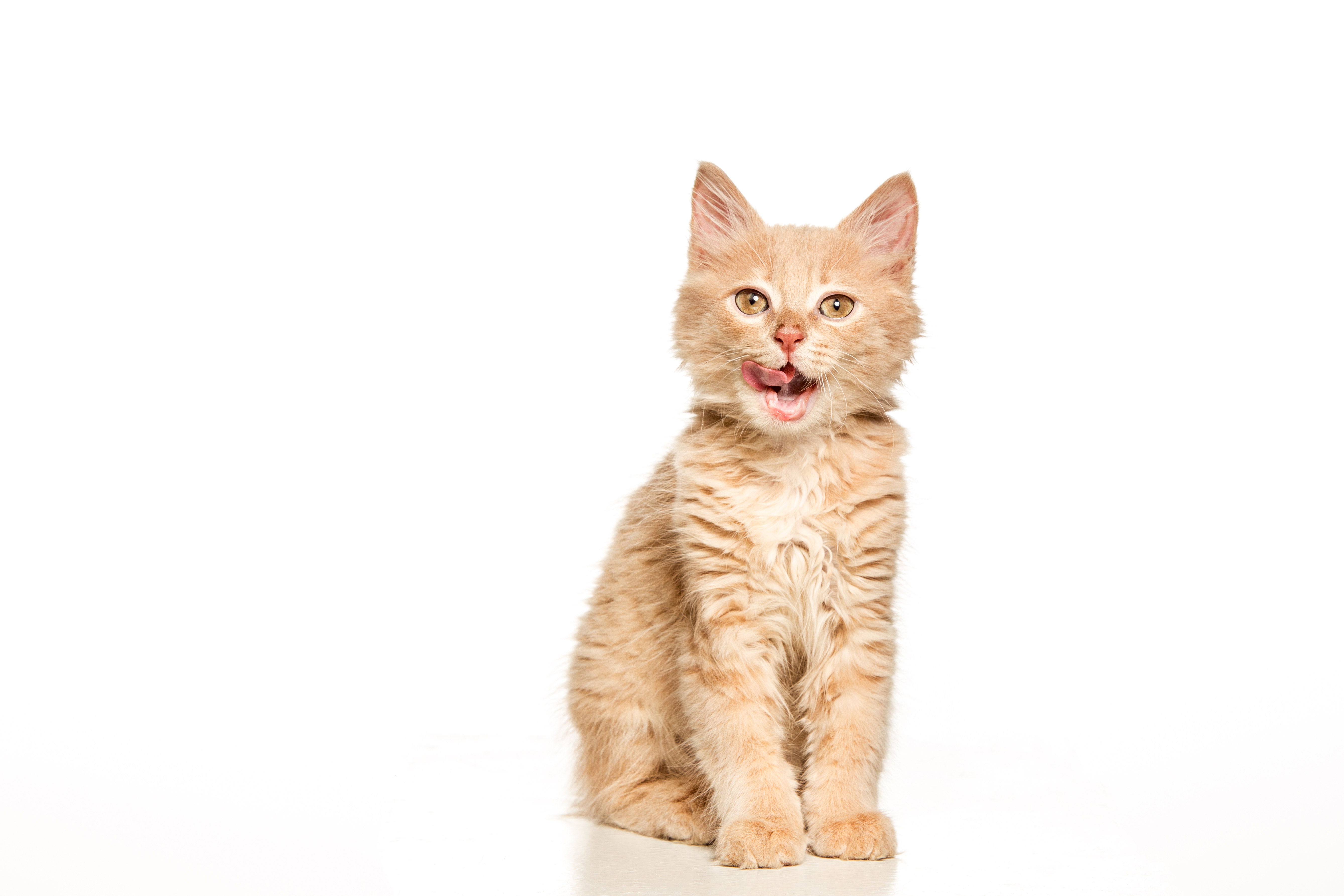 shutterstock_634876103